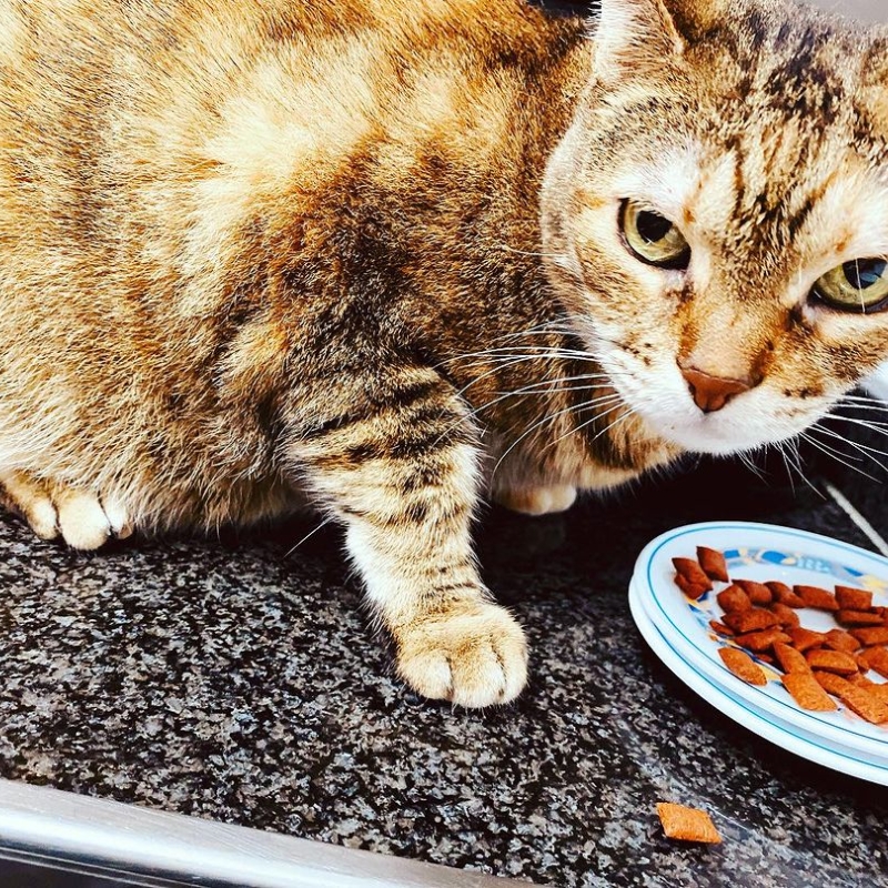 En Agosto limpiamos tu casa y cuidamos de tu mascota. No te preocupes por tu gat 